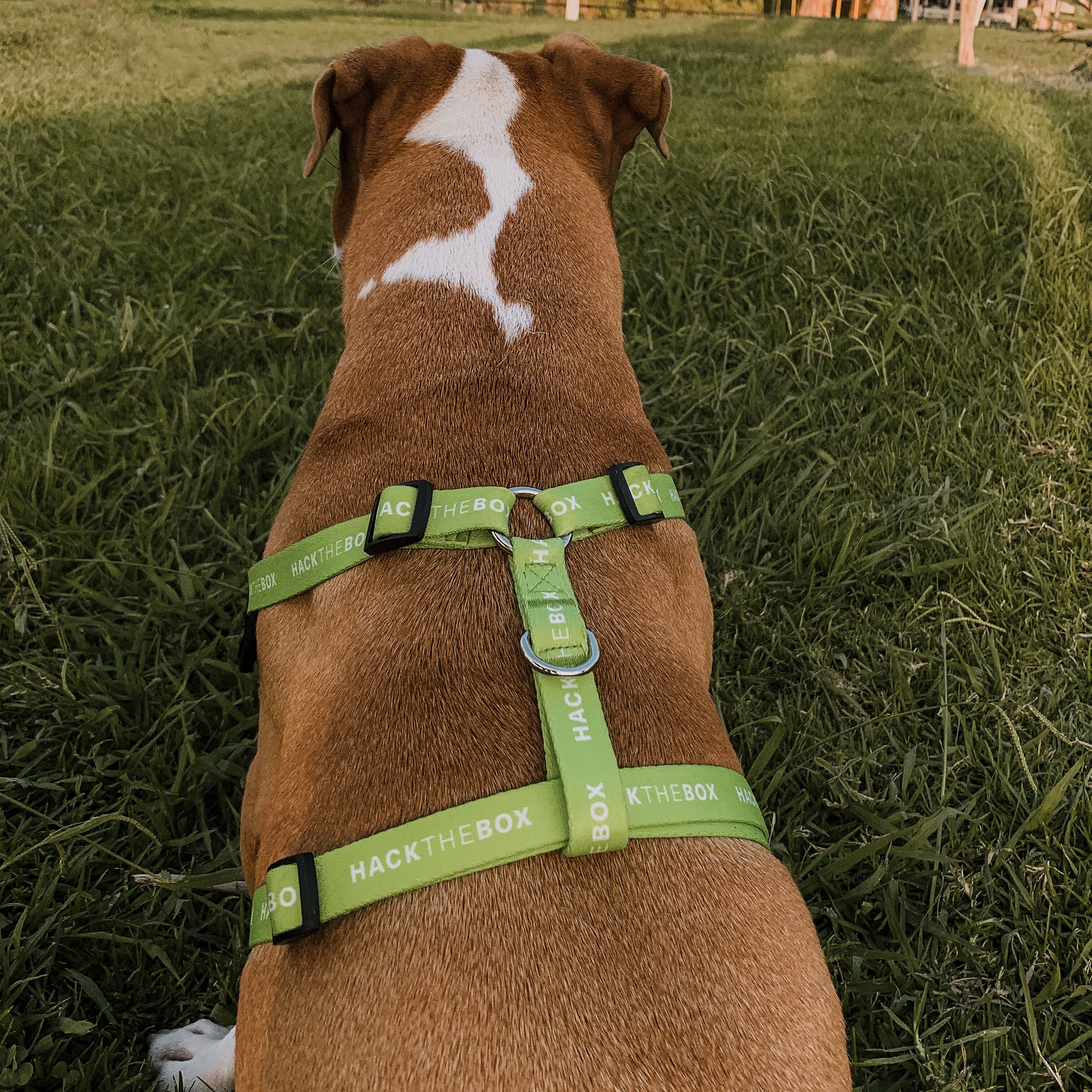 Hack The Box Dog Vest - Image 3