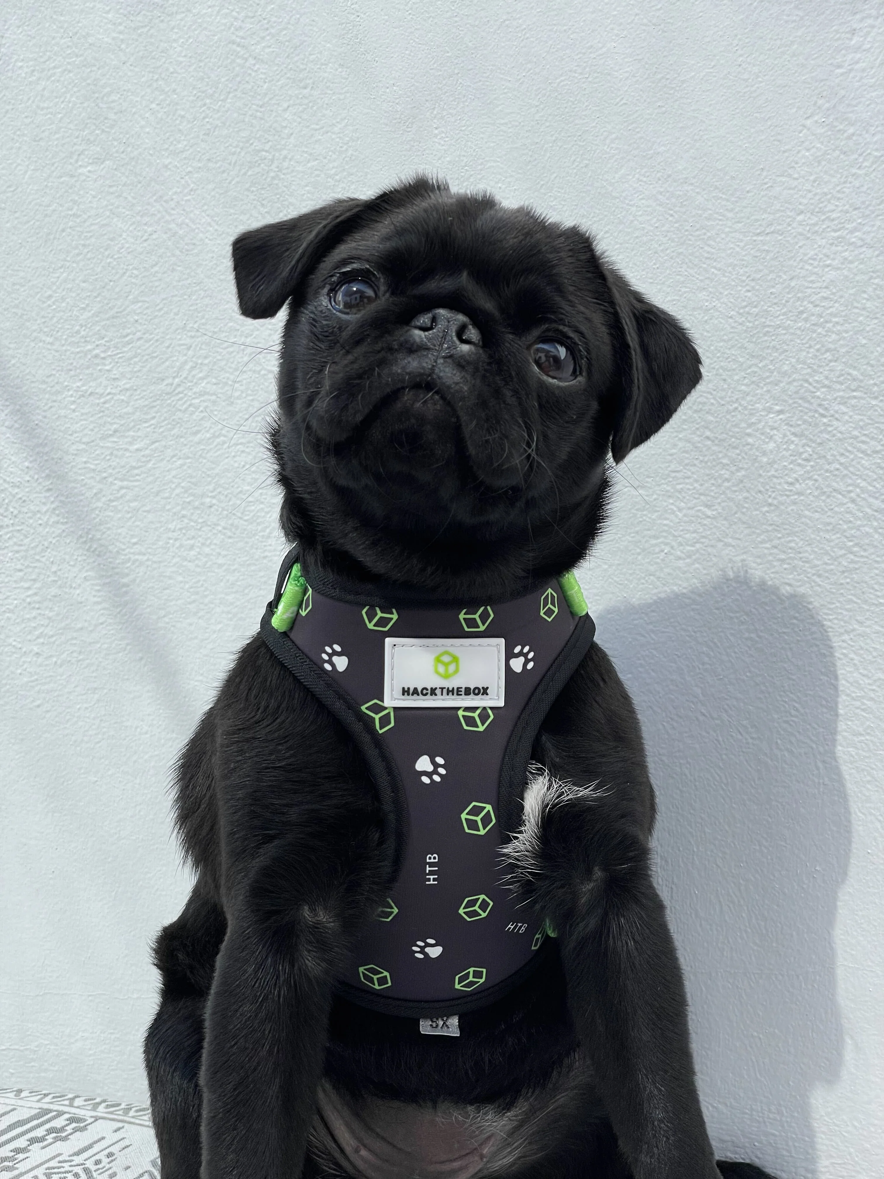 Hack The Box Dog Vest - Image 4